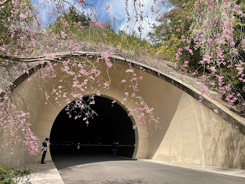 MIHOミュージアムのトンネル入り口と桜