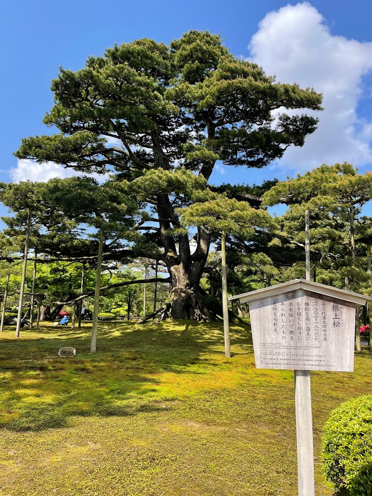 兼六園、根上松