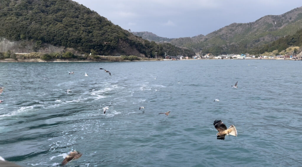 伊根湾のトンビとカモメ